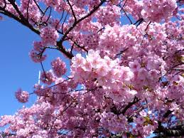 Produktionsmitarbeiter bleiben während des frühlingsfestes am arbeitsplatz. æ—©æ˜¥ã®ä¼Šè±†ã§æ²³æ´¥æ¡œã®çµ¶æ™¯ã‚' ãŠã™ã™ã‚åæ‰€ è¦³å…‰ã‚¹ãƒãƒƒãƒˆ10é¸ 2021 Lineãƒˆãƒ©ãƒ™ãƒ«jp æ—…è¡Œã‚¬ã‚¤ãƒ‰