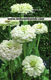 For many business owners, one of their biggest fears is finding rodents or insects in their commercial space. Seed Guide 2007 Pgs 01 41 Mckenzie Seeds