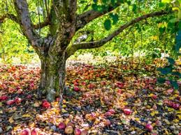We did not find results for: Can You Sterilize A Tree How To Keep Trees From Fruiting