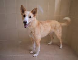 Food eggs gifts pets pet items strollers toys vehicles. Pets Registered By Owners Visitors Abu Dhabi Animal Shelter