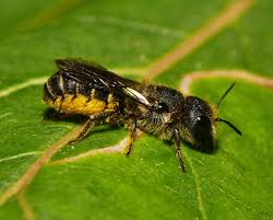 Image result for Hermbstaedtia