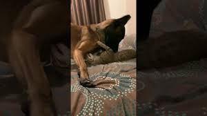 Clara the belgian malinois is a beautiful dog who was rescued by the local humane society. Savannah Cat Vs Belgian Malinois Youtube