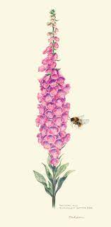 Foxglove And Buff Tailed Bumble Bee By Bev Lewis Bee And Flower Tattoo Bee Art Flower Drawing