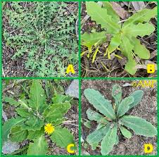 Image result for Wurmbea tenuis