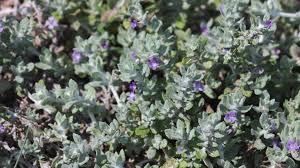 Image result for Stemodia serrata