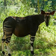 Today is World Okapi Day and we have some exciting news to share! Asili, an eight-year-old female okapi at Audubon Species Survival Center is expecting! She's currently 15 months along, and okapi