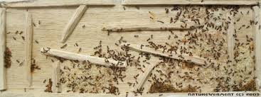 La fourmilière est l'habitat des fourmis. Organisation D Une Colonie De Crematogaster Scutellaris Blognature Fr