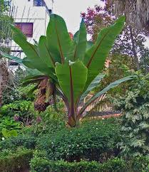 Image result for Ensete ventricosum