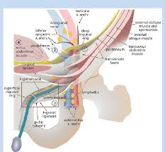 This nerve also plays a role in the afferent portion of the cremasteric reflex while the femoral branch the groin is the area that lies between the abdomen stomach and thighs. Diagram Of The Inguinal Canal Ic And Its Contents The Deep Inguinal Download Scientific Diagram