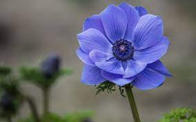 Blue Flower Close Up Anemone Blue Flower Anemone 1080p Wallpaper Hdwallpaper Desktop Blue Flower Wallpaper Flower Close Up Blue Flowers