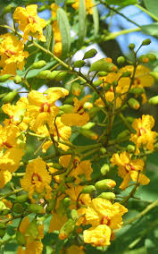 Image result for Tipuana