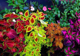 Image result for Coleus zombensis