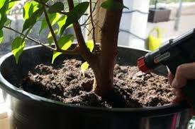 Fliegenbeseitigung In Blumenerde Blumenerde Fliegen In Blumenerde Pflanzen