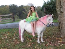 Real Unicorn For Sale Real Unicorn Ponies For Sale Horses