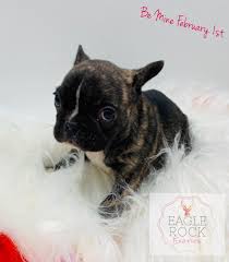 Beware of another french bulldog pup scam. French Bulldog Breeders Near Me