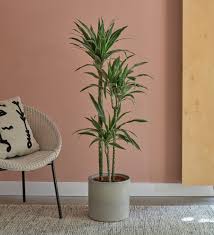 Image result for dracaena