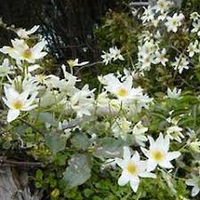 Monrovia's avalanche evergreen clematis details and information. Clematis Paniculata New Zealand Plant Conservation Network