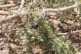 Image result for Boscia albitrunca