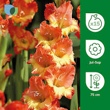 Image result for Gladiolus magnificus