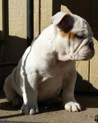 Check spelling or type a new query. English Bulldog Puppies For Sale Oregon