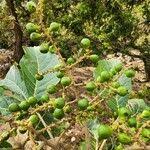 Image result for Allophylus abyssinicus