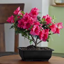 The flowers can be pink, red or even purple. 15 Best New Flowering Bonsai Tree Types Pink Wool