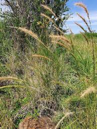 Image result for Aristida congesta