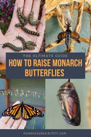 All About Monarchs How To Attract Raise Release Monarch Butterflies Homestead And Chill In 2020 Monarch Butterfly Garden Raising Monarch Butterflies Monarch Butterfly Habitat