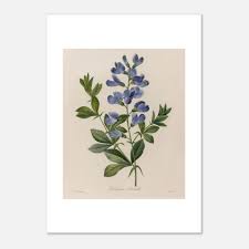 Image result for Podalyria