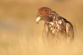 Traditional tales from mexico = el águila encima del nopal : New Study Reveals Nesting Secrets Of Golden Eagle Birdlife