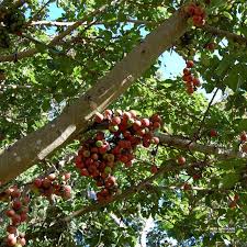 Image result for Ficus sur