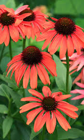 | meaning, pronunciation, translations and examples. What S New With Coneflowers Finegardening