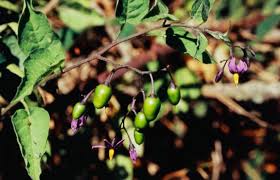 Image result for Solanum richardii