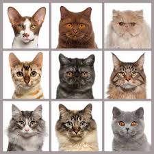 Cat Breed Comparison Chart