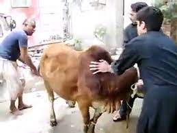 Camel qurbani in wapda town sheikh salman. Ramallah Qurbani Cow Slaughter On Bakra Eid 2013 Video Dailymotion