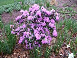 Check spelling or type a new query. Choosing Evergreens For Your Landscape Umn Extension