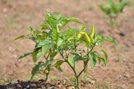 Commercial growers can expect about 7 to 8 tons of banana peppers per acre of plants. Banana Pepper Plant Stock Photo Picture And Royalty Free Image Image 94543254
