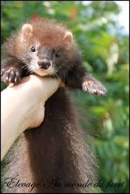 Black And White Ferret Chocolate Angora Ferret Cute Ferrets Pet Ferret Ferret