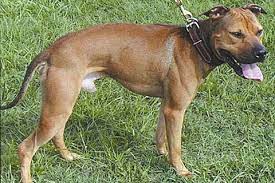 O3+ brightening black mask for instant skin whitening and purifying(5g x 2). American Pit Bull Terrier Color Chart American Dog Breeders Assoc