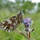 Grizzled Skipper Work Party – Great Central... event in Nottingham