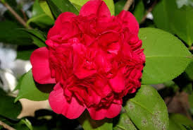 Camellia Japonica Professor Sargent Flowers Camellia Flower Garden