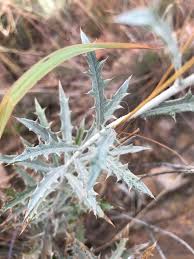 Image result for Berkheya carlinopsis