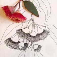 Australian Botanicals Paprly Wildflower Drawing Flower Line Drawings Botanical Art Drawing