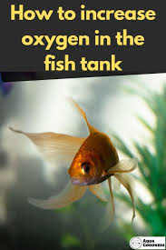How To Increase Oxygen In Fish Tank 8 Simple Ways In 2020 Fish Tank Fresh Water Fish Tank Fish