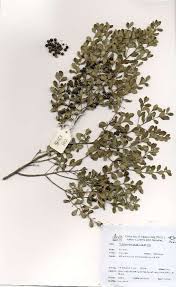 Image result for Euclea undulata