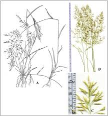 Image result for Eragrostis porosa