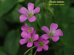 Image result for Oxalis debilis