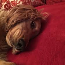 Dieser pinnwand folgen 90691 nutzer auf pinterest. Ronan On Twitter Gute Nacht Aus Meinem Sussen Hunde Suss Hund Cockerspaniel Cocker Spaniel Hunde Ich Bin Sehr Mude Https T Co Brmpztszj6