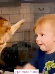 Funny Cats: Adorable Cat Slaps Baby Moments