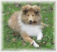 Kleinanzeigen zur vermittlung von border collie (hund). Amerikanische Collie Welpen Collie Welpen Vom Hause Melchert